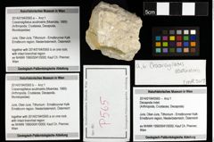 Foto (Objekt + Etiketten) von Cracensigillatus acutirostris (Moericke, 1889) 